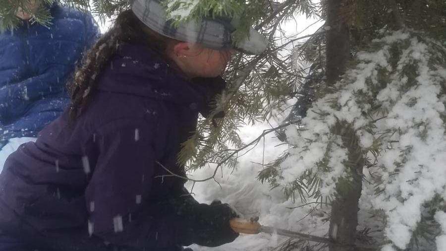 Cutting your own Christmas tree on Forest Service lands